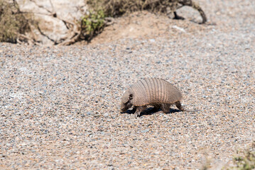 Desert Armadillo dwelling free in a natural national park in north Patagonia near the city of Puerto Madryn in Argentina. Unesco world heritage as natural reserve park