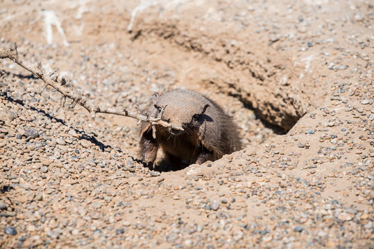 Desert Armadillo dwelling free in a natural national park in north Patagonia near the city of Puerto Madryn in Argentina. Unesco world heritage as natural reserve park