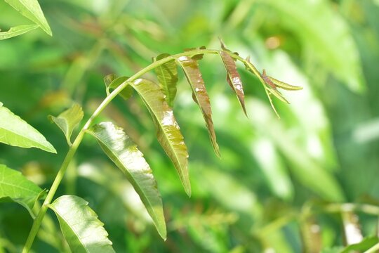fresh green Azadirachta indica leaf in nature garden