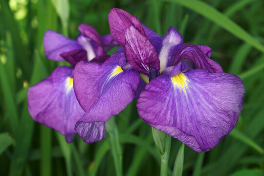 Japanese iris (Iris ensata). Another scientific name Iris kaempferi