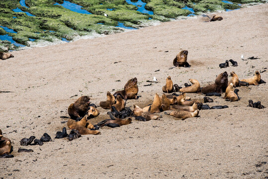 Sea lions dwelling in a natural national park reserve near Puerto Madryn in Valdes Peninsula in Argentina. Wild life nature image showing Patagonian animals in their natural habitat