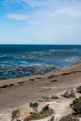 panoramic view of the beach near Puerto Madryn in Valdes Peninsula in northern Patagonia, Argentina. Sea Lions and Magellanic penguins dwelling in a natural reserve along the beach facing the Atlantic
