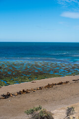 panoramic view of the beach near Puerto Madryn in Valdes Peninsula in northern Patagonia, Argentina. Sea Lions and Magellanic penguins dwelling in a natural reserve along the beach facing the Atlantic