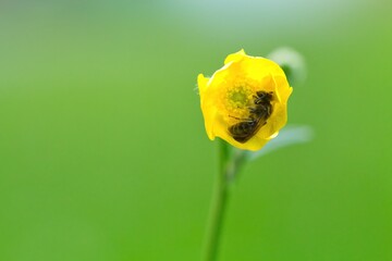 Wild honey bee sleeping in summer in the meadow in a yellow buttercup