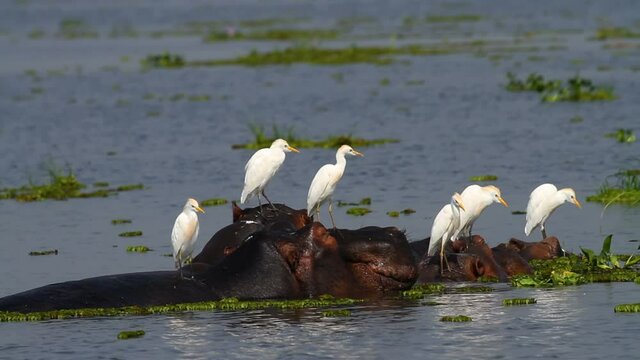 a group of hippopotamus (Hippopotamus amphibius) in the Nile river