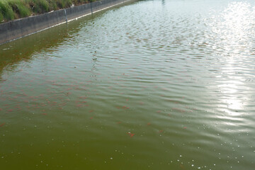 大和郡山の金魚養殖池