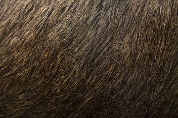Macro fur texture of brown elk