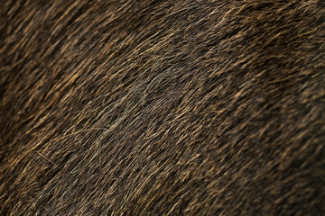 Macro moose fur texture