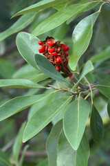 Sweetbay magnolia (Magnolia virginiana). Called Sweetbay, Laurel magnolia, Swampbay, Swamp magnolia, Whitebay and Beaver tree also