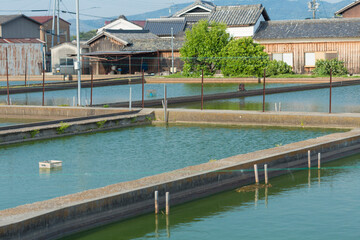 大和郡山の金魚養殖池