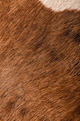 Macro texture of cow fur