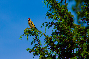 Goldfinch on a green tree branch. Beautiful bird on a blurry blue sky background. A bright summer day in the wild.