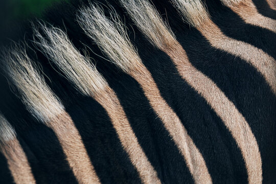 mane of zebra