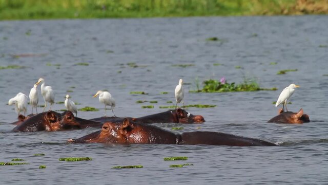 a group of hippopotamus in the Nile river
