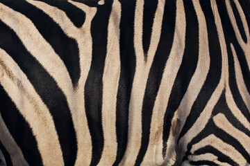 Fototapeta na wymiar warm texture of zebra skin