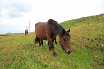Fototapeta premium 寒立馬