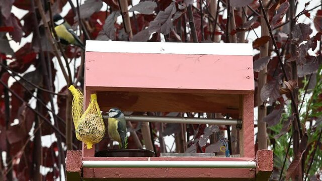 oiseaux des  villes