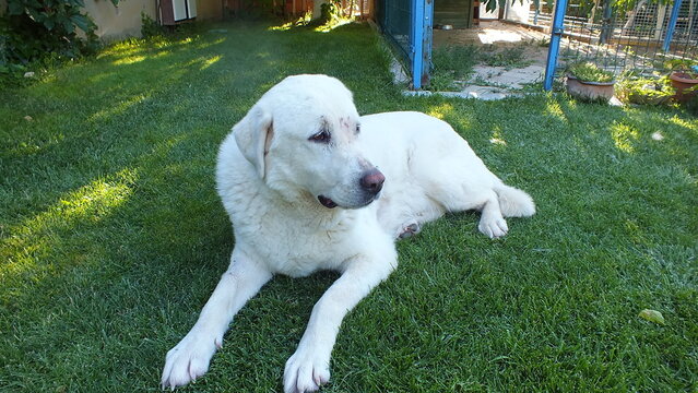Anatolian purebred sheepdog. Akbash,akbas, white dog