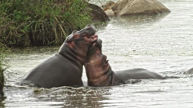 Hippopotamus 2 adult males fighting with wide open Jaws in a pool