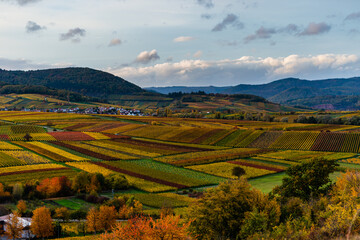 vineyard in region country