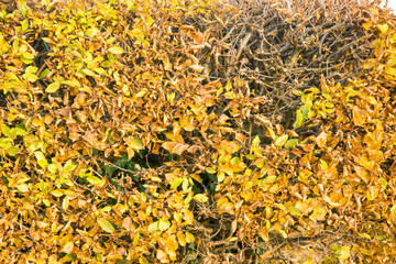 dried-out broken hedge in the garden in autumn