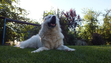 Anatolian purebred sheepdog. Akbash,akbas, white dog