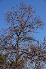 American sweetgum (Liquidambar styraciflua). Known also as  Redgum, Sweet Gum, Satinwood, Hazel Pine, American storax, Bilsted, Satin-walnut, Star-leaved Gum and Alligator-wood