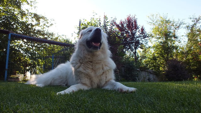 Anatolian purebred sheepdog. Akbash,akbas, white dog