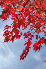 red maple leaves