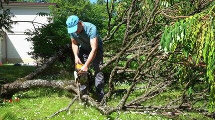 Male worker with chainsaw and cut branches of decorative tree fall down. Gimbal