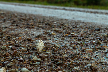 Single mushroom Coprinus comatus near empty forest gravel road, named the shaggy ink cap, lawyer's wig, or shaggy mane. 