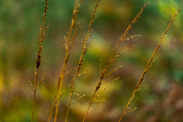 grass in the morning