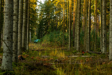 Obraz premium coniferous autumn forest in the morning with green pickup vehicle