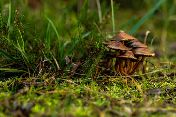 mushrooms in the forest