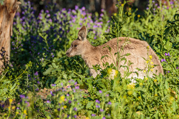 Eastern Grey Kangaroos female with a joey among flowers