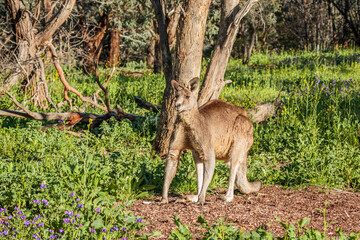 Eastern Grey Kangaroos male