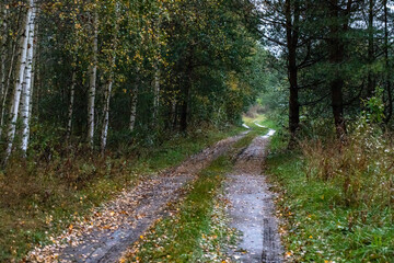 Fototapeta na wymiar lonely empty country road found in Latvia northern Europe with surrounding fields and trees going through massive forest
