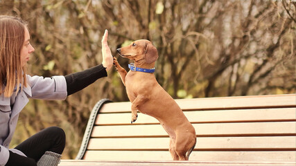 handshake between woman and pretty small dog. High Five teamwork between girl dog. dachshund gives...