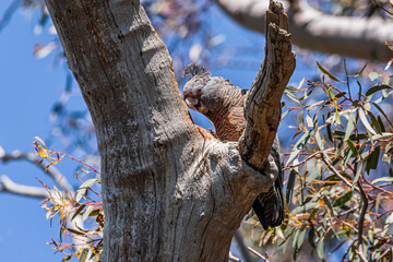 Gang-gang Cockatoo female in a tree