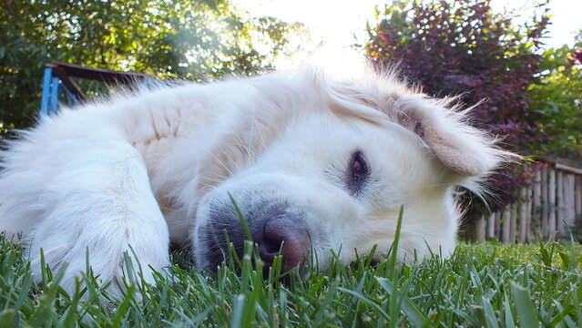 Anatolian purebred sheepdog. Akbash,akbas, white dog