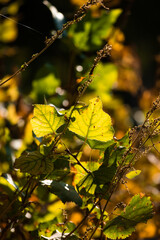 Autumn thickets on a sunset day beautiful entourage photo