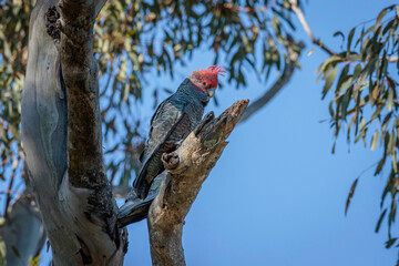 Gang-gang Cockatoo immature male in a tree