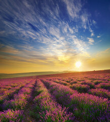beautiful sunset on the lavender field