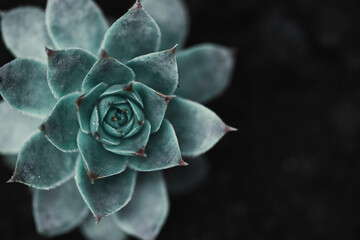 Succulent background. High quality texture of the succulent. Plant background. Selective focus.