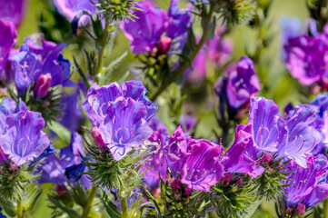 Viper’s bugloss