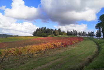 Paesaggio della toscana vigna in autunno