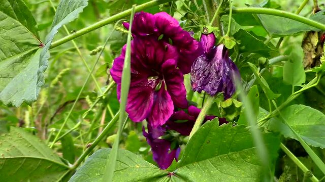 Low angle close up view through grass of a purple flower of a wild mallow. Also called malva sylvestris or Malve
