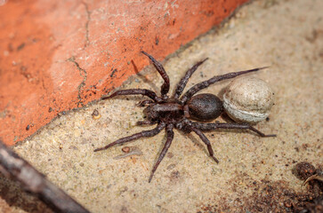 Wolf Spider (Lycosidae sp. (family)) with an egg sack after an accidental wetting