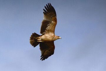 Juvenile Spanish Imperial Eagle (Aquila adalberti) in Sierra Morena, Spain