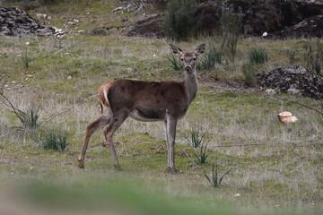 Female Red Deer (Cervus elaphus) in Sierra Morena, Spain
